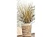 Cord Crafts Beach Grass Planter Image