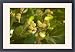 Framed Prints of White Mulberry Morus alba with ripe berries from Ardea Wildlife Pets