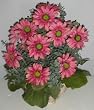 17" Gerber Daisy & Eucalyptus Arrangement
