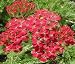 Yarrow