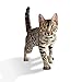 IAMS Pate With Lamb and Rice Canned Wet Cat Food 3 Ounces (Pack of 24)
