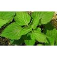 Green Perilla 50 Seeds - Herb/Shiso - Ohba