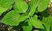 Green Perilla 50 Seeds - Herb/Shiso - Ohba