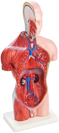 Human Male Torso Anatomical Model - 42 cm / 16.5"