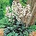Penstemon Husker's