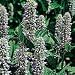 Organic Licorice Mint 100 Seeds - Anise Hyssop