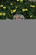 Thank You God Flower Garden Stone