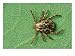 American Dog Tick, Rocky Mountain Spotted Fever Vector Animals Photographic Poster Print by David M. Dennis, 24x18