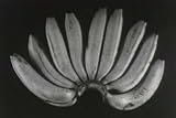 Classic Fruit Films DVD: 1920`s - 1950`s Fruit Trees, Lemons, Bananas, Prunes & Cartoon Fruit Pictures Films