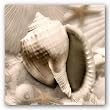Iridescent Seashell III by Donna Geissler 12"x12" Art Print Poster