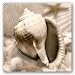 Iridescent Seashell III by Donna Geissler 12"x12" Art Print Poster