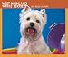 West Highland White Terriers 2009 Boxed Calendar