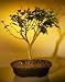 Bonsai Boy's Flowering Dwarf Hibiscus - Large<br><i>(malvaviscus arboreus)<i>