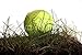 Wallmonkeys Peel and Stick Wall Decals - Softball in Grass - Removable Graphic