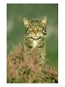 Scottish Wildcat, Felis Sylvestris, Male, June Highlands, Scotland Photographic Poster Print by Mark Hamblin, 30x40