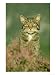 Scottish Wildcat, Felis Sylvestris, Male, June Highlands, Scotland Photographic Poste...