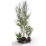 モダン 半日陰 セットアップガーデン 植木 苗 セット商品