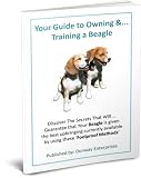 Owning a Beagle: Care& Training!