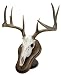 Walnut Hollow Deluxe Euro Skull Display Kit, Walnut