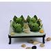Southwestern Cactus Succulent Candle Set Tea Lights Shaped