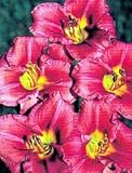Rosy Returns Reblooming Daylily