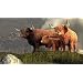 Schleich - 13658 Schottisches Hochlandrind Bulle, 13659 Schottisches Hochlandrind Kuh, 13660 Schottisches Hochlandrind Kalb - Schottisches Hochlandrind Familie