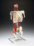 Skeletal Torso  VC126