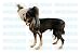 Pet Supplies : CHINESE CRESTED - Dog Decal - sticker car got graphic