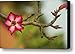 Adenium obesum desert rose Canvas Print / Canvas Art - Artist Nancy Morrison