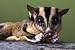 Wallmonkeys Peel and Stick Wall Decals - Sugar Glider Eating a Cricket - Removable Graphic