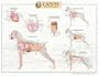 Canine Internal Organ Anatomy Chart