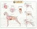Canine Internal Organ Anatomy Chart
