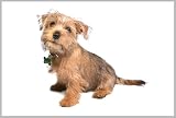 Yorkshire Terrier Puppy Dog Breed Mousemat