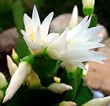 White Easter Cactus - Rhipsalidopsis - 4" Pot - Rare