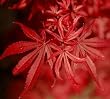 Japanese Maple Shaina One Gallon