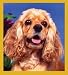 cocker spaniel - Cocker Spaniel Portrait Bookmark