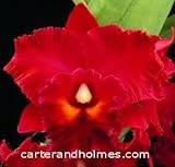 Blc. Owen Holmes 'Mendenhall AM/AOS (photo) x Cattleya Chocolate Drop 'Kodama' AM/AOS