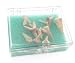 Shark Tooth Fossil Set