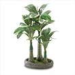 Everlasting Bonsai Palm Tree