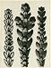 Hiba arbor-vitae, tips of fronds (10x)