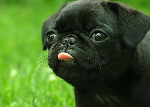 Grumpy Puppy Pug Dog Cute Funny Refrigerator Magnets Gift Decorative Kitchen Home Locker #D04