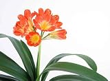 Clivia 5 - 24