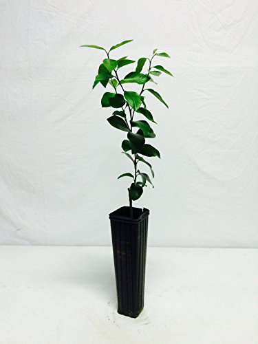Everbearing Persian Lime Tree - Potted - Fruit Bearing Size (No Shipping To AZ, Ca, FL, TX) Everbearing Persian Lime Tree - Potted - Fruit Bearing Size (No Shipping To AZ, Ca, FL, TX)
