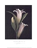 Fleurs-de-Lis II Art Poster Print by S. G. Rose, 11x14