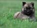 Belgian Malinois / Shepherd Dog Puppy Lying in Grass Photographic Poster Print by Adriano Bacchella, 12x9