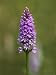 Common Spotted Orchid (Dactylorhiza Fuchsii), Gait Barrows Nature Reserve, Arnside, C...