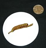 3" button / pin printed with butterfly, invertebrate, larva, metamorphosis, insect, crawling, animal, immature, sawfly, larv, arthropod, juvenile, caterpillar