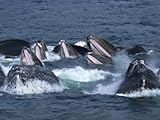 IMAGE OF A Group of Humpback Whales Bubble Net Hunting and Feeding Together Stretched Canvas Poster Print by Ralph Lee Hopkins, 12x16