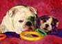 Bulldog Art Print on Canvas