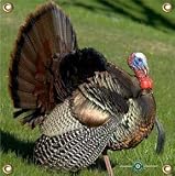 Arrowmat Arrow Mat Turkey Target 17X17